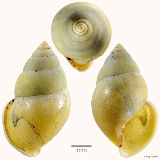 Amphidromus temasek • © Ang Yuchen • All Rights Reserved