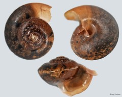 Bradybaena similaris