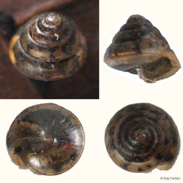 Coneuplecta microconus • © Ang Yuchen • All Rights Reserved