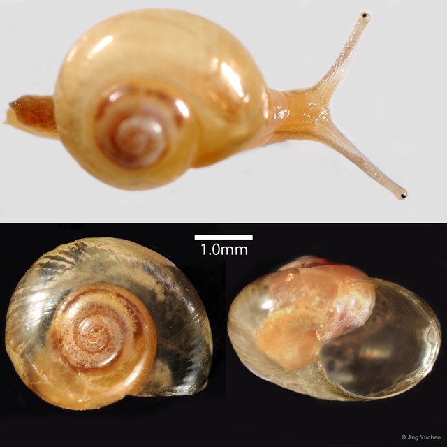 Helicarion perfragilis • © Ang Yuchen • All Rights Reserved