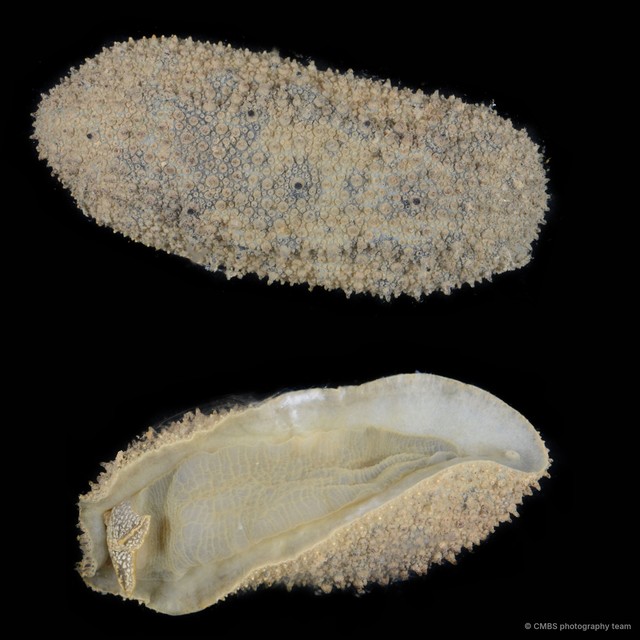 Onchidiidae sp. "3" • © CMBS photography team • All Rights Reserved