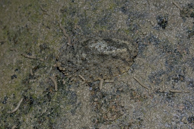 Onchidiidae sp. "912ca8fa" • © Rene Ong • All Rights Reserved