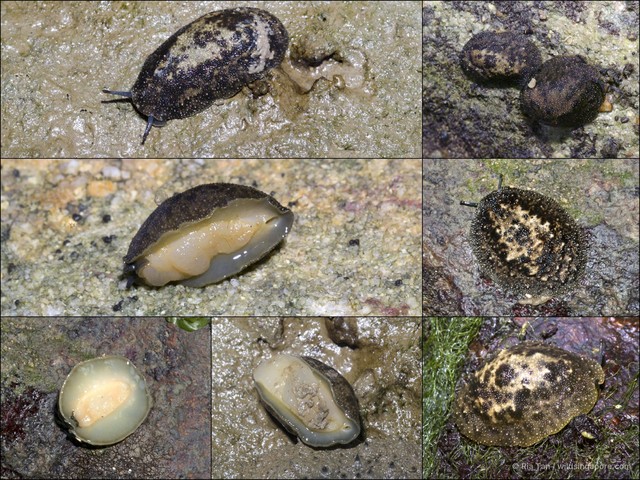 Marmaronchis vaigiensis • © Ria Tan • All Rights Reserved