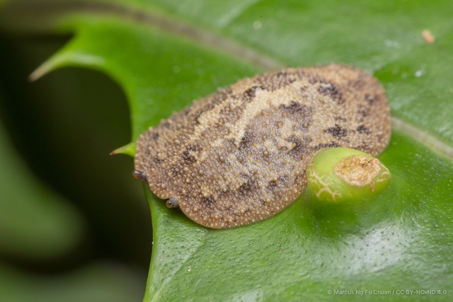 Melayonchis annae • © Marcus Ng Fu Chuan • CC BY-NC-ND 4.0