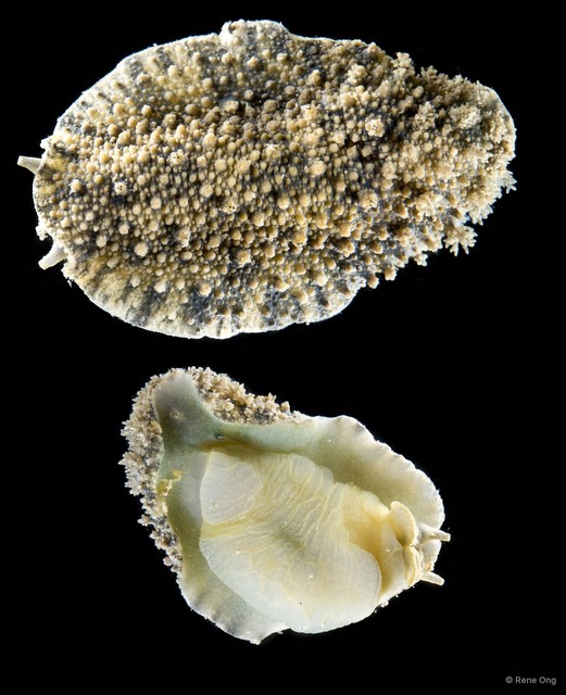 Onchidium sp. "1" • © Rene Ong • All Rights Reserved