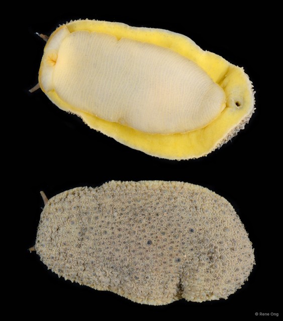 Onchidium sp. "2" • © Rene Ong • All Rights Reserved