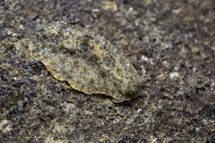 Peronia verruculata • © Marcus Ng Fu Chuan • CC BY-NC-ND 4.0