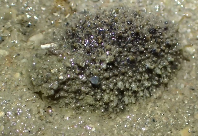 Peronia verruculata