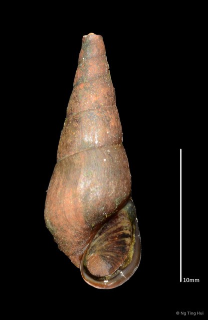 Melanoides tuberculata • © Ng Ting Hui • All Rights Reserved
