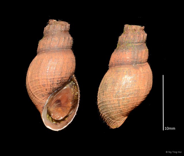 Mieniplotia scabra • © Ng Ting Hui • All Rights Reserved