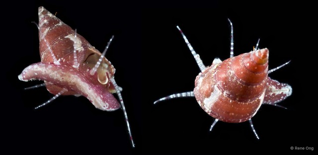 Calliostoma sp. "d4975b9a" • © Rene Ong • All Rights Reserved