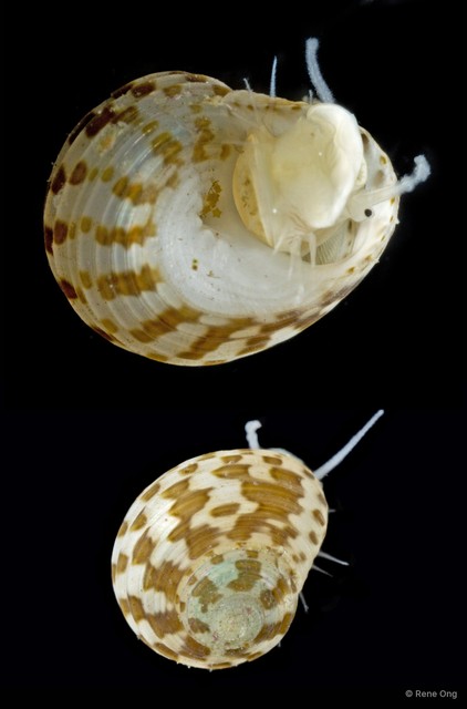 Artiscollonia granulosa • © Rene Ong • All Rights Reserved