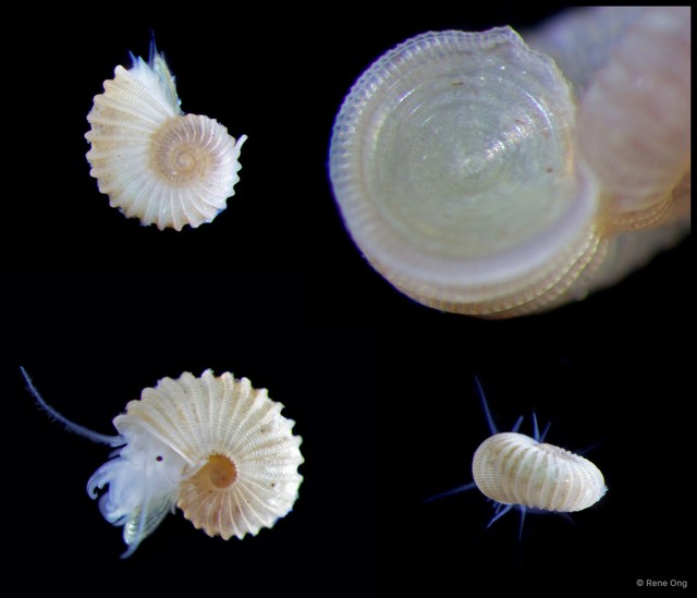 Munditiella ammonoceras • © Rene Ong • All Rights Reserved