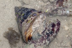 Rochia maxima (F.C.L.Koch, 1844)