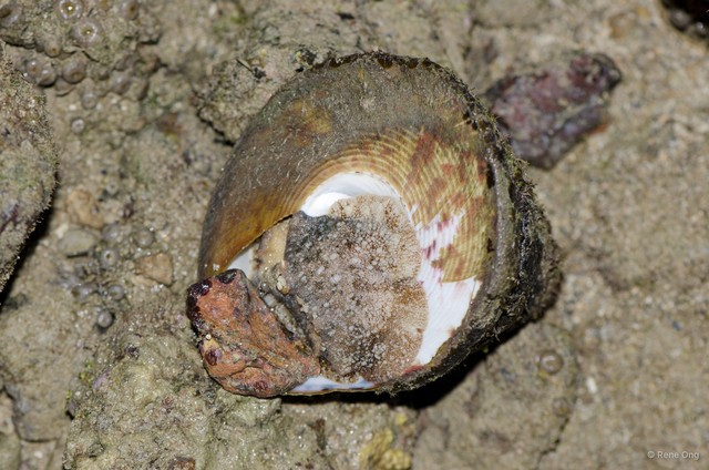 Rochia maxima
