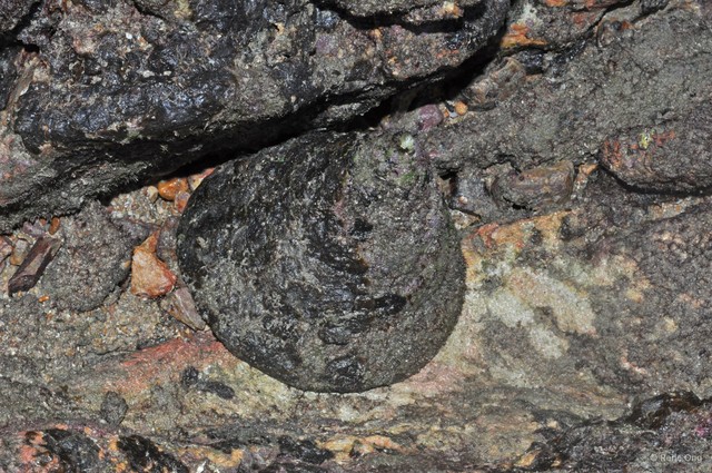 Rochia maxima