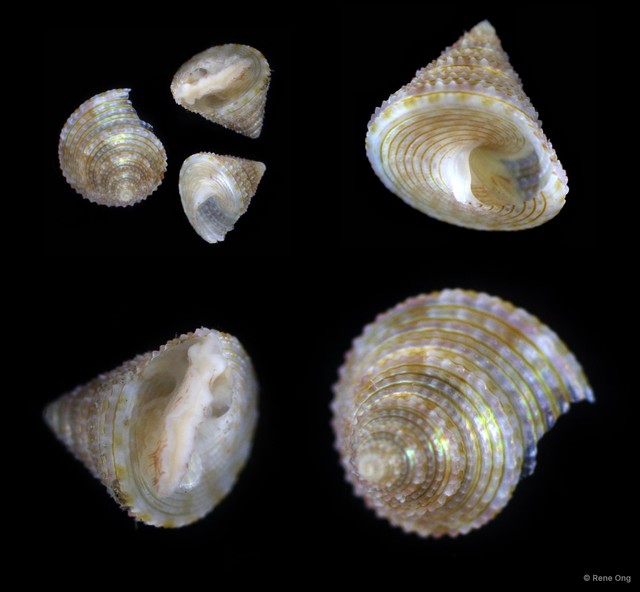 Trochidae sp. "1" • © Rene Ong • All Rights Reserved