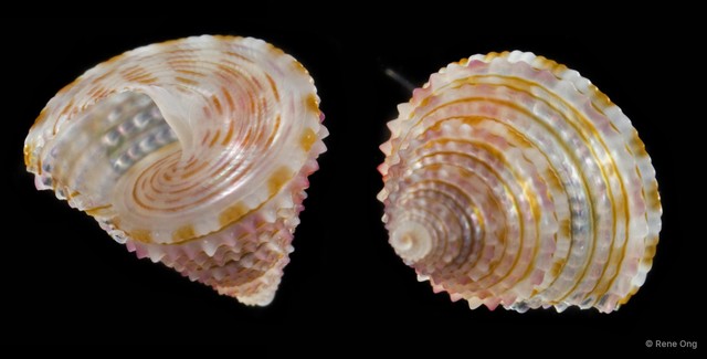 Trochidae sp. "2" • © Rene Ong • All Rights Reserved
