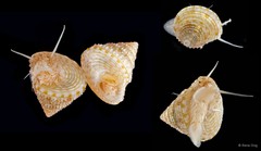 Trochidae sp. "3"