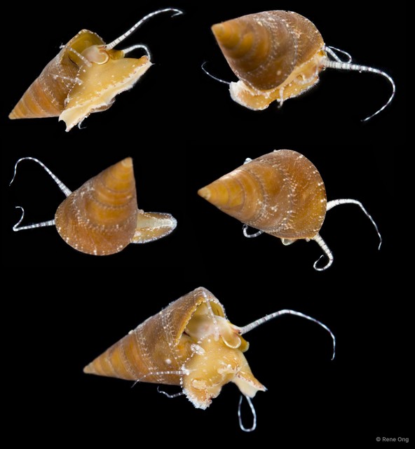 Trochidae sp. "5" • © Rene Ong • All Rights Reserved