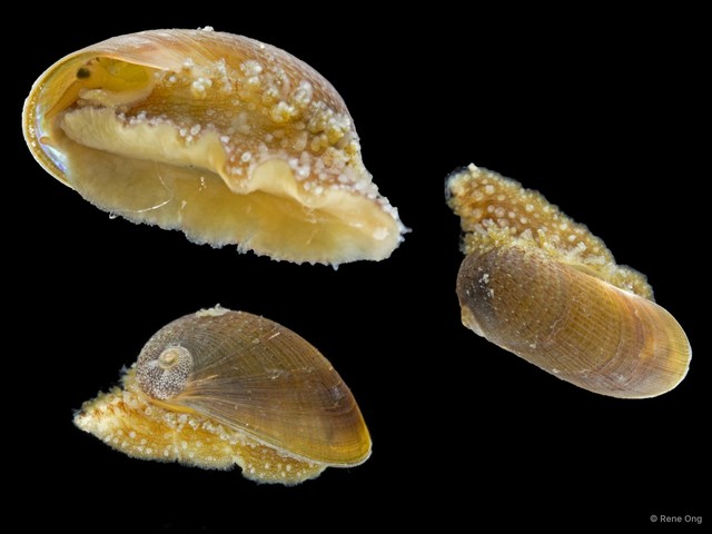 Stomatellinae sp. "b711f7ef" • © Rene Ong • All Rights Reserved