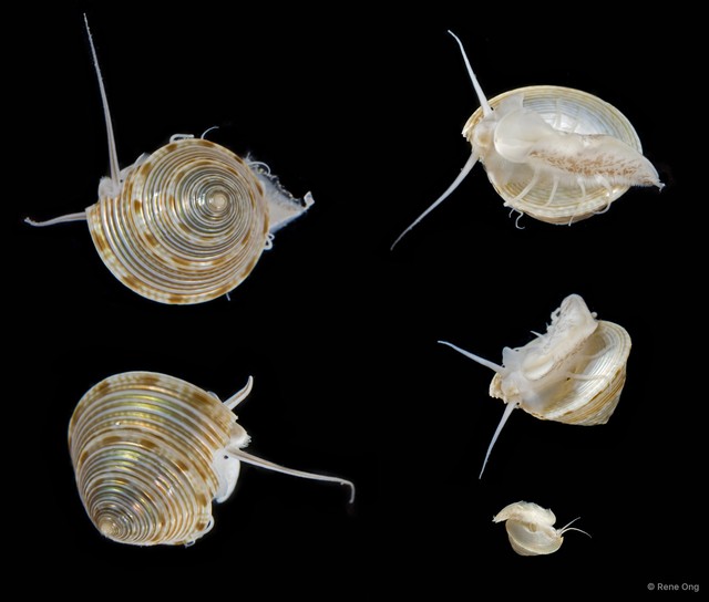 Trochidae sp. "Jewel snail" • © Rene Ong • All Rights Reserved