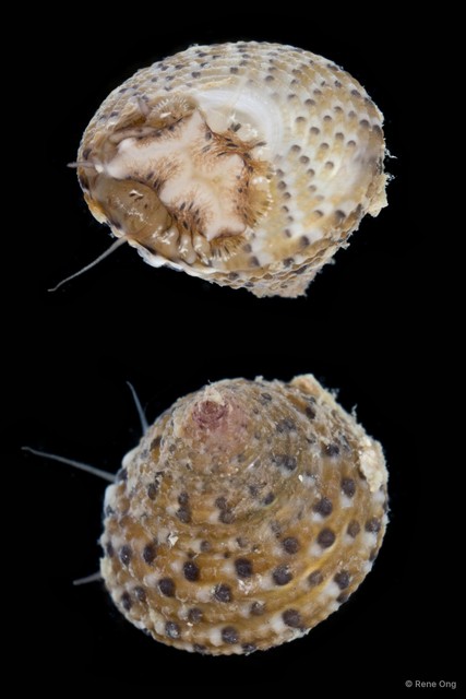 Clanculus margaritarius • © Rene Ong • All Rights Reserved
