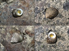 Monodonta labio • © Ria Tan • All Rights Reserved