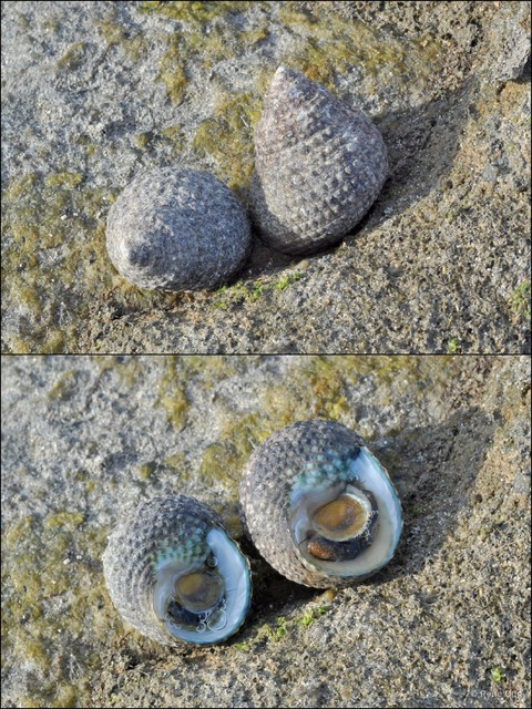 Monodonta labio