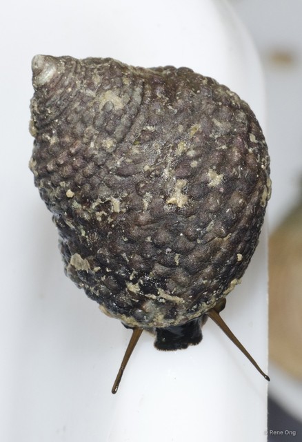 Monodonta labio