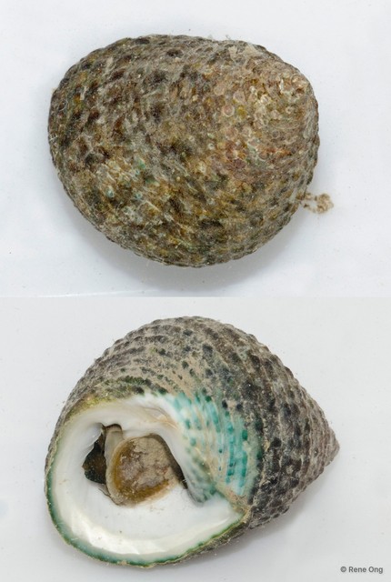 Monodonta labio