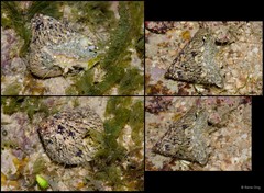 Trochus maculatus • © Rene Ong • All Rights Reserved
