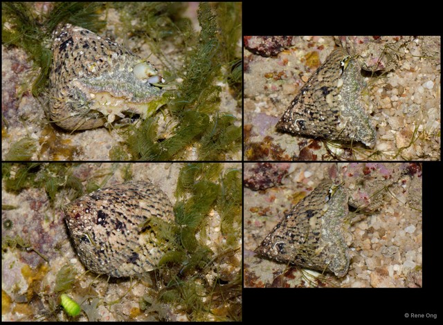 Trochus maculatus