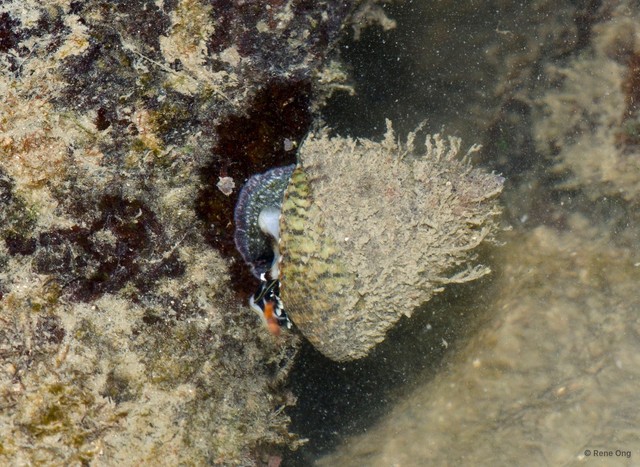 Trochus maculatus