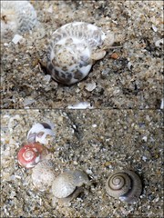 Umbonium vestiarium