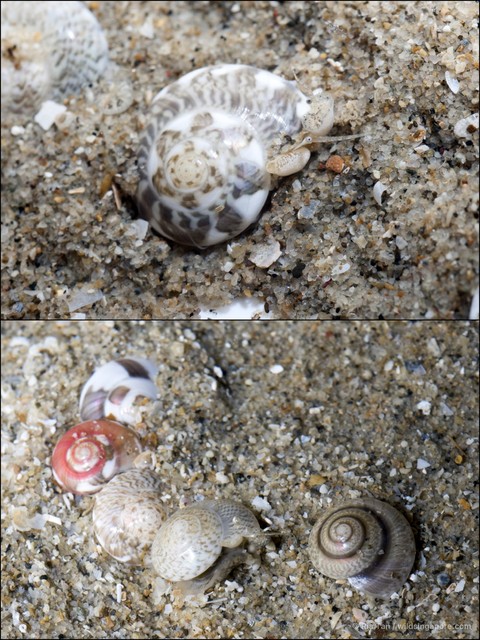 Umbonium vestiarium • © Ria Tan • All Rights Reserved