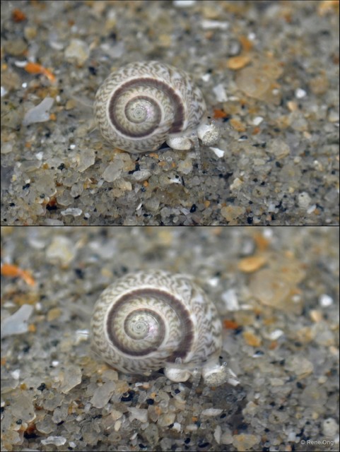 Umbonium vestiarium
