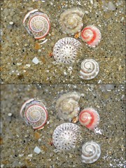 Umbonium vestiarium • © Rene Ong • All Rights Reserved