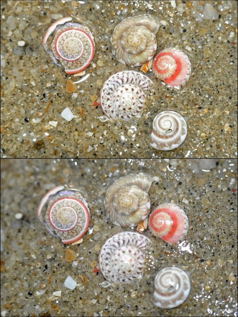 Umbonium vestiarium