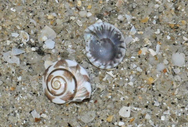 Umbonium vestiarium