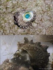 Astralium calcar • © Ria Tan • All Rights Reserved