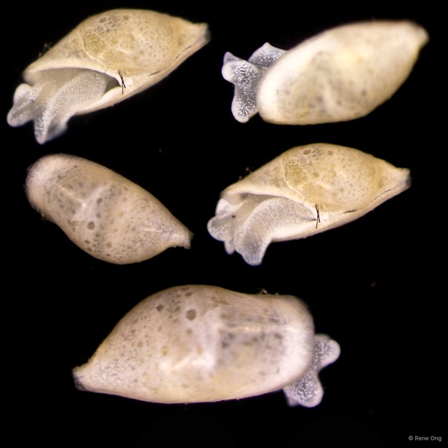 Volvatella sp. "JS-0125" • © Rene Ong • All Rights Reserved