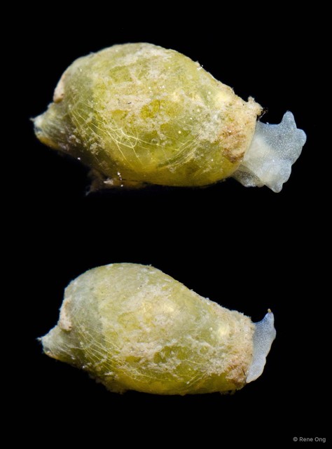 Volvatella ventricosa • © Rene Ong • All Rights Reserved