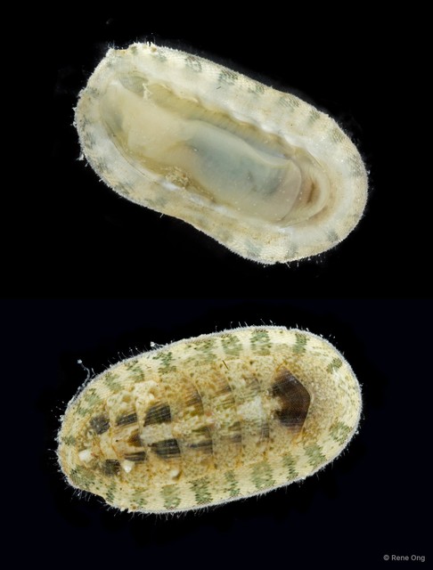 Polyplacophora sp. "1" • © Rene Ong • All Rights Reserved