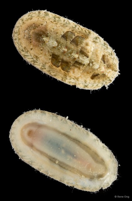 Polyplacophora sp. "13" • © Rene Ong • All Rights Reserved