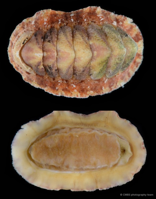 Polyplacophora sp. "15" • © CMBS photography team • All Rights Reserved