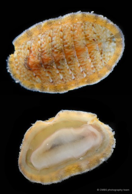 Polyplacophora sp. "17" • © CMBS photography team • All Rights Reserved