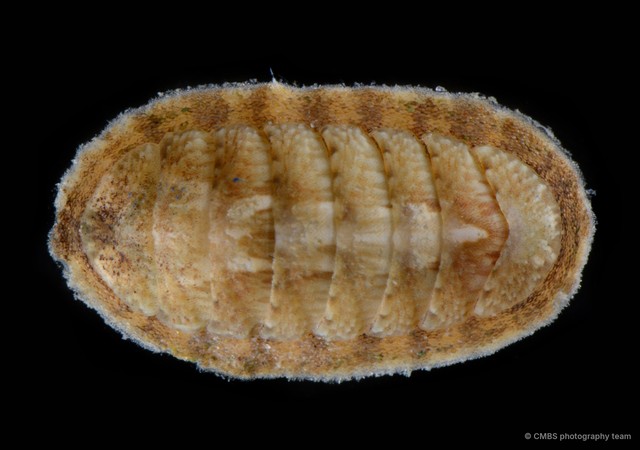 Polyplacophora sp. "18" • © CMBS photography team • All Rights Reserved
