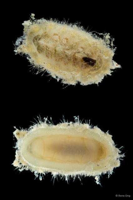 Polyplacophora sp. "19" • © Rene Ong • All Rights Reserved