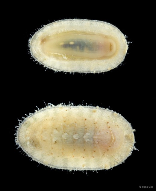 Polyplacophora sp. "2" • © Rene Ong • All Rights Reserved